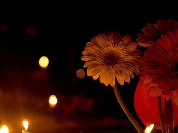 NIGHT BLOSSOMS, night, nature, flowers, spring HD wallpaper