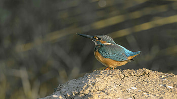 Birdpx community, Stunning avian portraits, Nature exploration, Bird graphy HD wallpaper