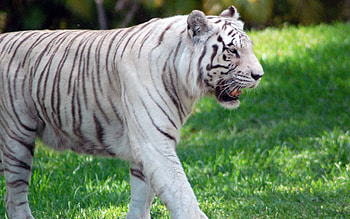 Animals, Grass, Predator, Big Cat, Stroll, Tiger HD wallpaper