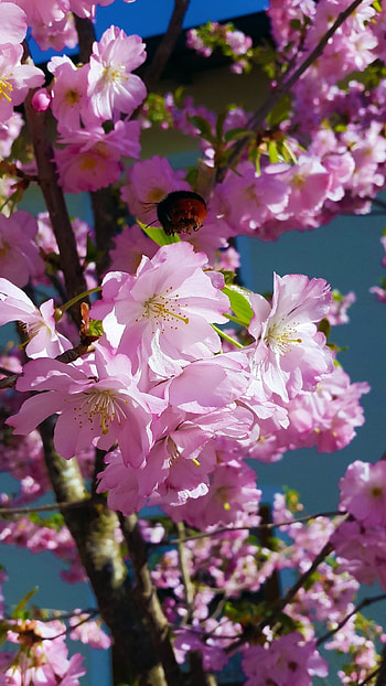 Springs Flowers, Pink Color HD phone wallpaper