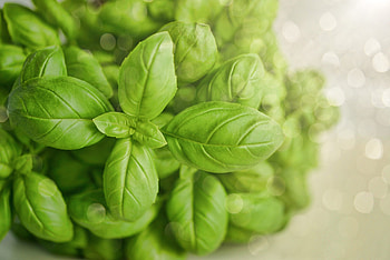 Basil , High-definition , Poster-worthy, Stunning visuals HD wallpaper