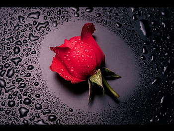 A Fallen Rose, rose, fallen, love, red HD wallpaper