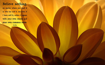 BUDDHA QUOTE, buddha, zen, flower, floral, nature, believe HD wallpaper