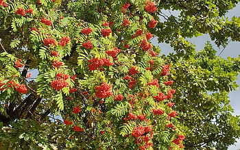 Rowan, berries, Latvia, tree HD wallpaper
