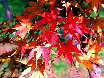 red leaves, leaves, fall, red, shape, autumn, beautiful HD wallpaper