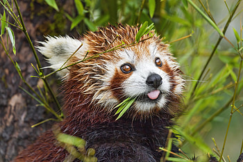 Red Panda Portrait: Nature’s Adorable Forest Jewel, Animal, red panda HD wallpaper