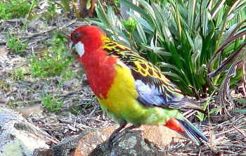 Wild Rosella, australia, garden, rosella, rocks, parrot HD wallpaper