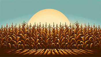 Golden Harvest - Cornstalks at Sunset, cornstalk, cornfield, Agriculture, landscape HD wallpaper