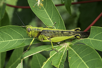 The Javanese, Grasshoppers HD wallpaper
