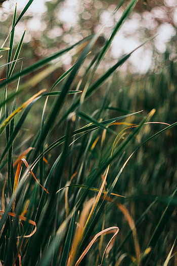 Grass, Leaves, Plant, Macro, Blur, Smooth HD phone wallpaper