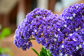 Flowers, Lilac, Bouquet HD wallpaper