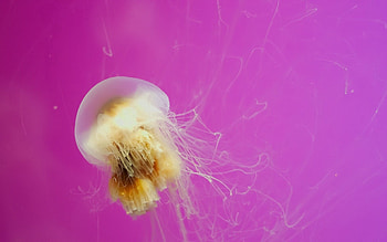 Animals, Jellyfish, To Swim, Swim, Creature, Living Creature HD wallpaper