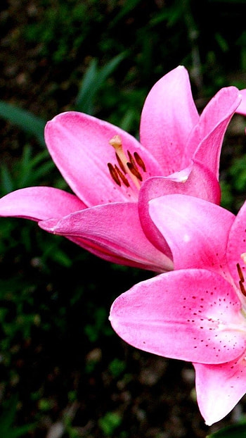 Pink Lily, Flower HD phone wallpaper