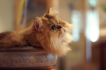 Cute Cat, sweet, cats, cute, fluffy, persian, fat, animals, persian cat, adorable HD wallpaper