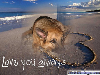 kira, dog, lovely dog, german shepard, beach HD wallpaper
