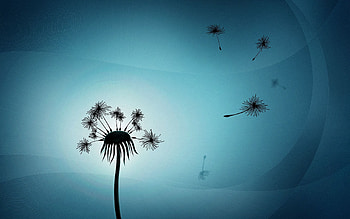 Vector, Dandelion, Fluff, Fuzz HD wallpaper