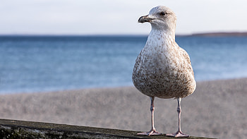 Seagull beauty, Majestic marine creatures, Aerial , Nature's grace HD wallpaper