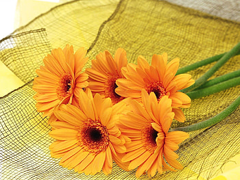 Flowers, Gerberas, To Lie Down, Lie, Grid HD wallpaper