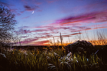 Greenbush, landscape, sunset, meadow, plants HD wallpaper