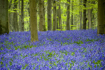 bluebells, purple, nature, spring, forest HD wallpaper