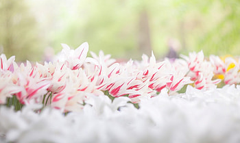 Tulips, white, red, flowers, wonderful, spring HD wallpaper