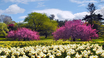 A beautiful sunny day in Daffodil Hill at the New York Botanical Garden, blossoms, trees, clouds, flowers, sky, spring, usa, park HD wallpaper