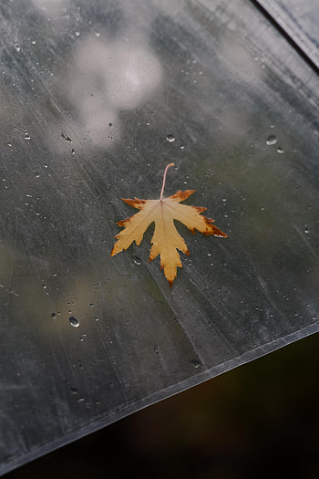 Macro, Miscellanea, Miscellaneous, Surface, Sheet, Leaf, Maple HD phone wallpaper