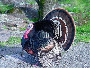 Beautiful Turkey, cool, beautiful, turkey HD wallpaper