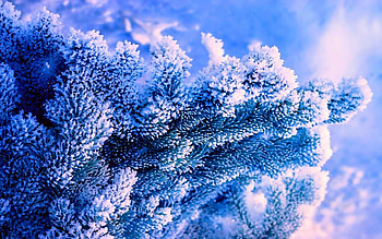 Winter tree, Blue spruce, Frozen beauty, Frosty HD wallpaper