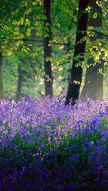 May, Flowers Forest HD phone wallpaper