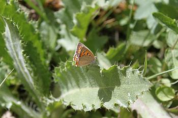 Iran,Shiraz, iran, nature, butterfly, shiraz HD wallpaper
