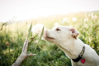 Animals, Grass, Dog, Muzzle, Blur, Smooth, Fluff, Fuzz HD wallpaper