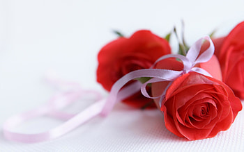 Red Roses On White Background : High Definition : Fullscreen : Mobile HD wallpaper