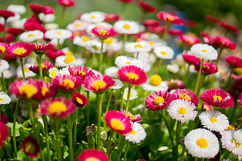 Flowers, Camomile, Multicolored, Motley, Polyana, Glade HD wallpaper