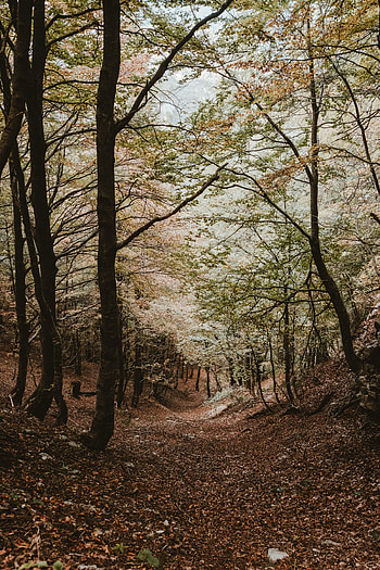 Landscape, Nature, Trees, Autumn, Forest HD phone wallpaper
