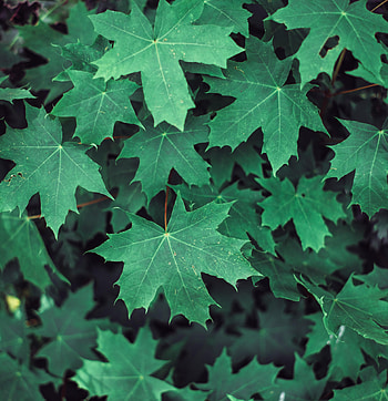 Nature, Leaves, Branches, Maple HD phone wallpaper