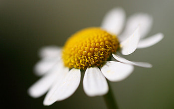 Camomile, Flower, Macro, Petals, Chamomile HD wallpaper