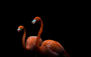 Flamingo mac , Stunning , Brilliant pink plumage, Flamingo flock HD wallpaper