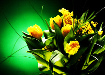 Yellow flowers, nature, flowers, green, yellow HD wallpaper