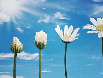 sun,flowers,daises,blue, blue, flowers, sun, daise HD wallpaper