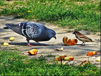 Let Them Eat Bread, blue, birds, sparrow, animals, eating, bread, grass HD wallpaper