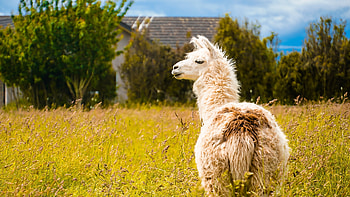Playful llama antics, Majestic art, Graceful animal portrait, Llama beauty HD wallpaper