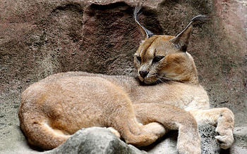 Animals, Stones, Iris, To Lie Down, Lie, Caracal HD wallpaper
