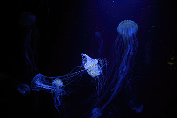 Jellyfish Under Water , jellyfish, underwater, animals, graphy HD wallpaper