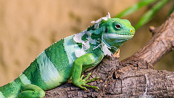 Lizard crawling creature closeup HD wallpaper
