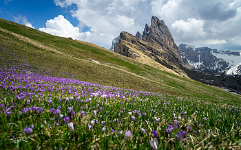Crocuses in Alps, Italy, Dolomites, Alps, Italy, crocuses HD wallpaper