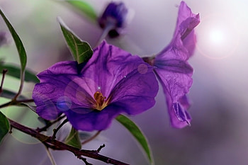 Petunia background, blue, background, purple, flower, macro, petunia HD wallpaper