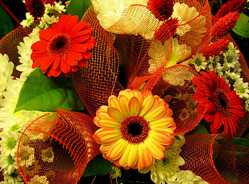 Flowers, Gerberas, Multicolored, Registration, Typography, Bouquet HD wallpaper