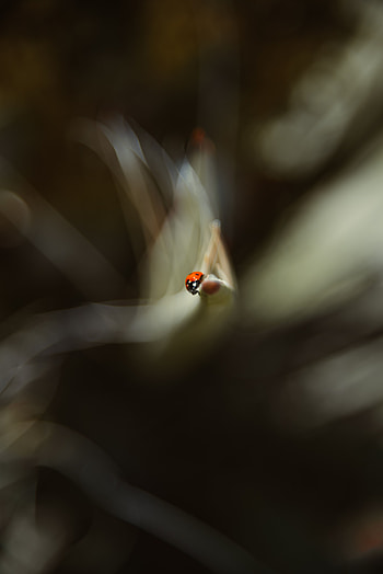 Macro, Blur, Smooth, Ladybug, Ladybird, Leaflet HD phone wallpaper