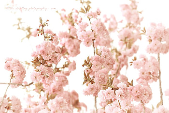 LOVE UNDER THE CHERRY TREE, sunshine, soft, tree, pink, delicate, cherry, love, nature, flowers, blooms, forever, blossom HD wallpaper